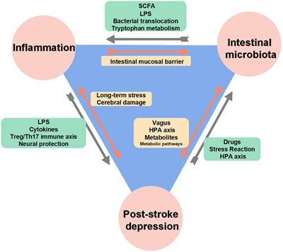 Acupuncture treatment for post-stroke depression: Intestinal microbiota and its role